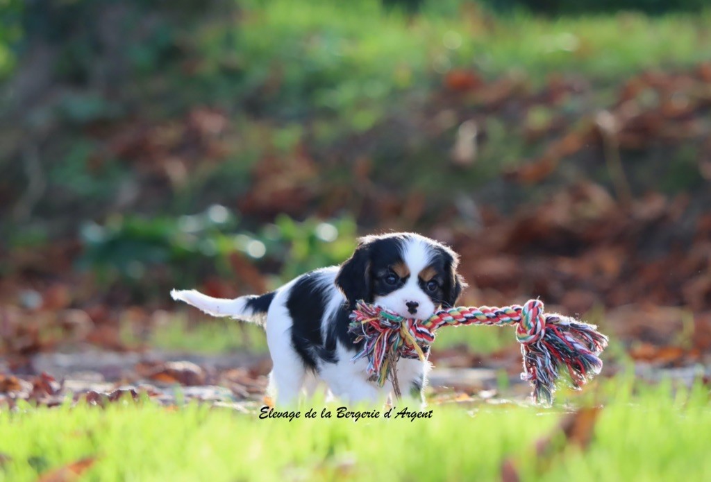 Chiot Cavalier King Charles Spaniel de la bergerie d'argent