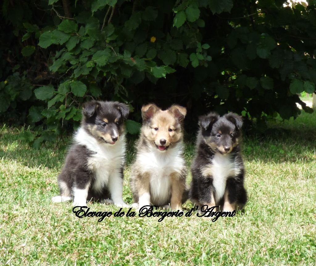 Chiot Shetland Sheepdog de la bergerie d'argent