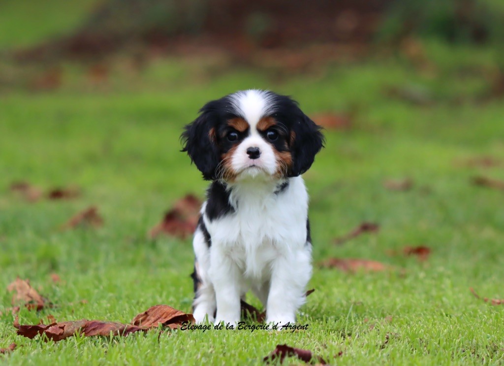 de la bergerie d'argent - Chiots disponibles - Cavalier King Charles Spaniel