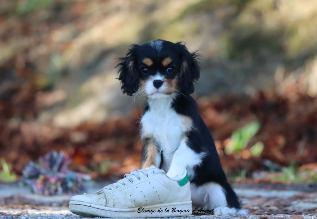 de la bergerie d'argent - Chiots disponibles - Cavalier King Charles Spaniel