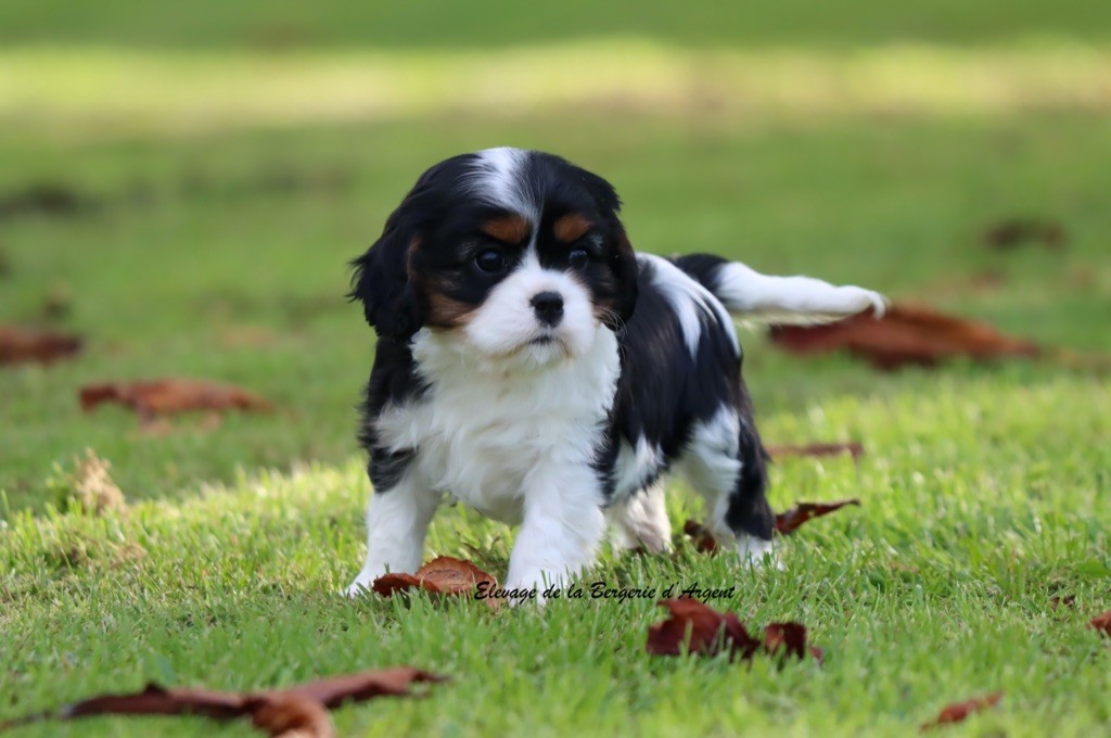 de la bergerie d'argent - Chiots disponibles - Cavalier King Charles Spaniel