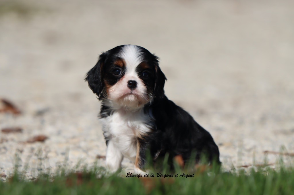 de la bergerie d'argent - Chiots disponibles - Cavalier King Charles Spaniel