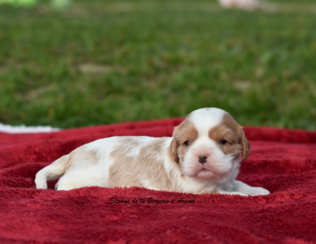 de la bergerie d'argent - Chiots disponibles - Cavalier King Charles Spaniel