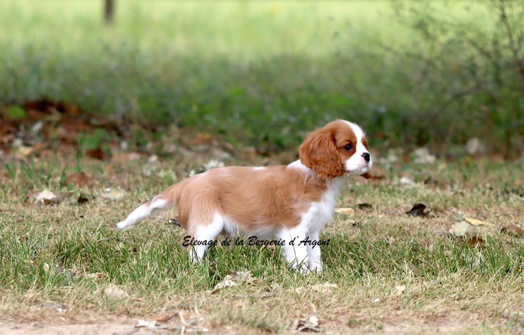 de la bergerie d'argent - Chiots disponibles - Cavalier King Charles Spaniel