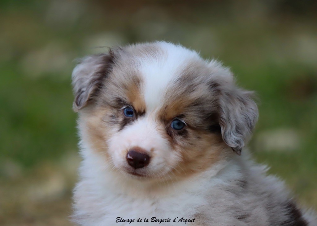 de la bergerie d'argent - Chiots disponibles - Berger Américain Miniature 