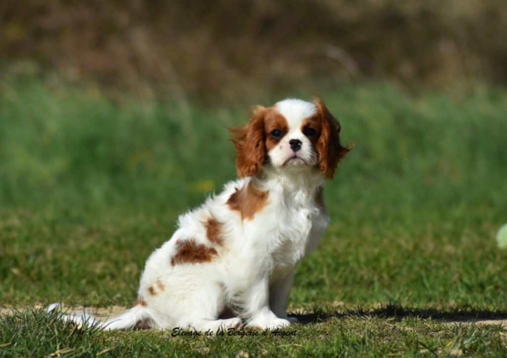 de la bergerie d'argent - Chiots disponibles - Cavalier King Charles Spaniel