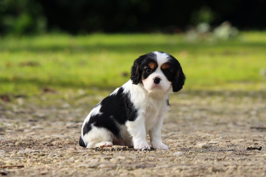 de la bergerie d'argent - Chiots disponibles - Cavalier King Charles Spaniel