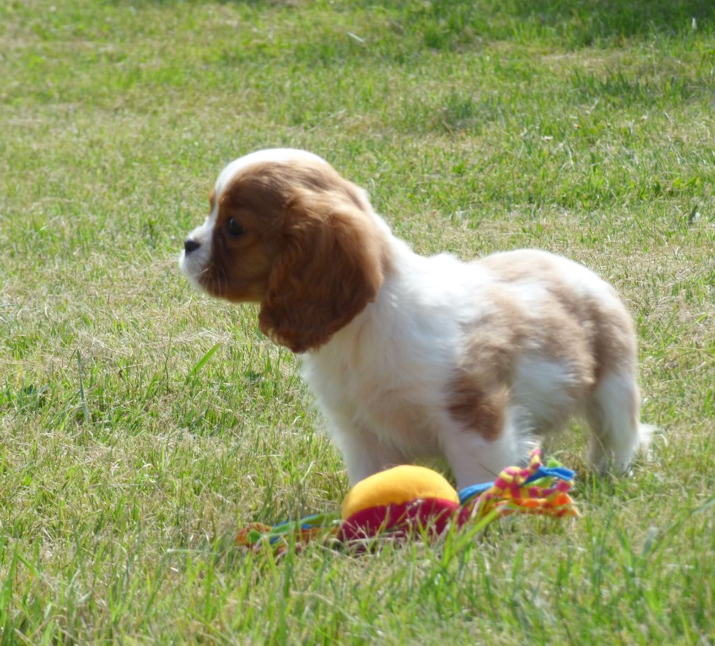 Chiot Cavalier King Charles Spaniel de la bergerie d'argent