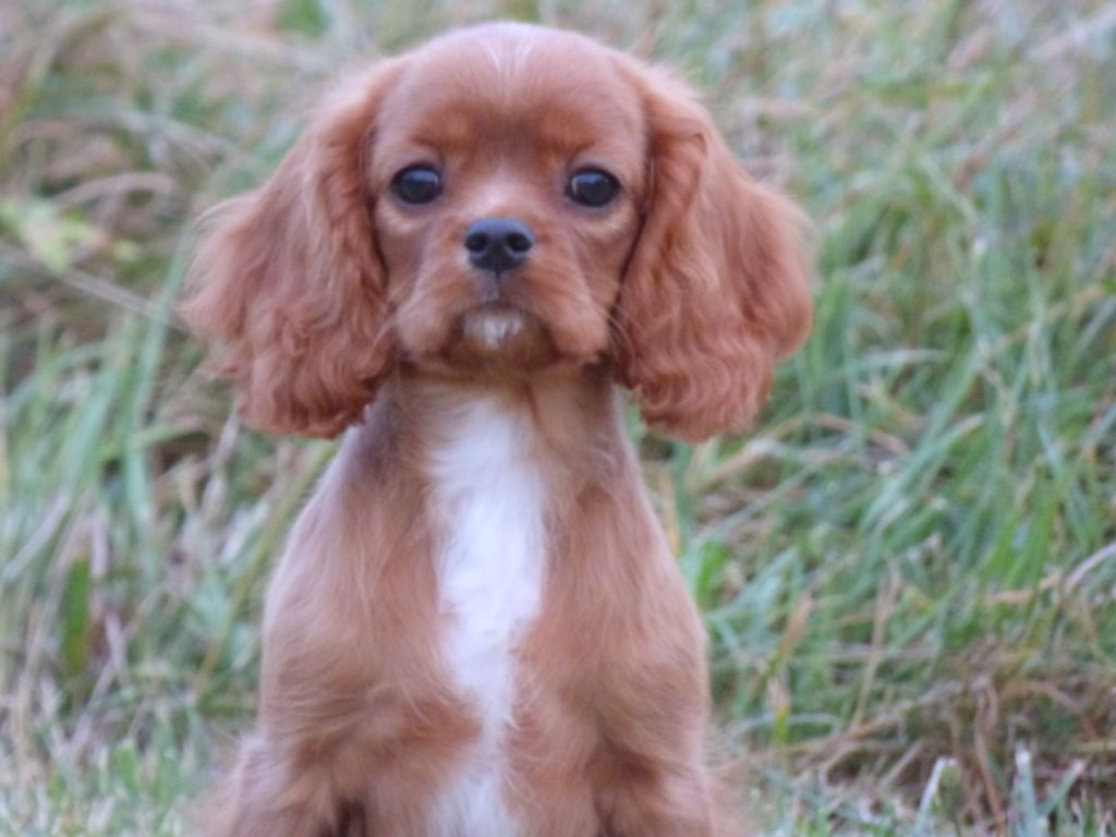 Chiot Cavalier King Charles Spaniel de la bergerie d'argent