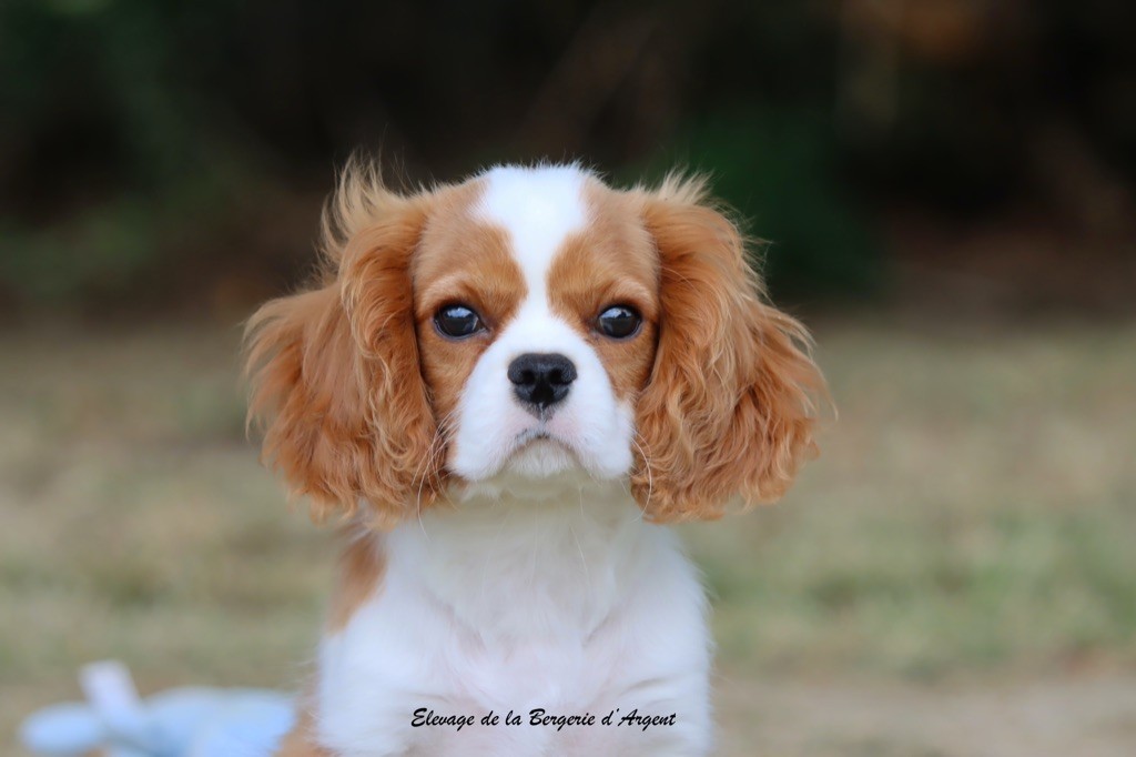 de la bergerie d'argent - Chiots disponibles - Cavalier King Charles Spaniel