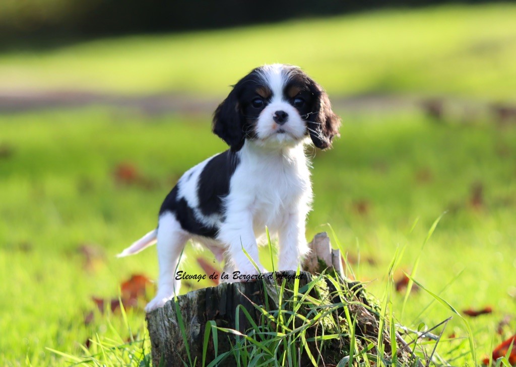 de la bergerie d'argent - Chiots disponibles - Cavalier King Charles Spaniel