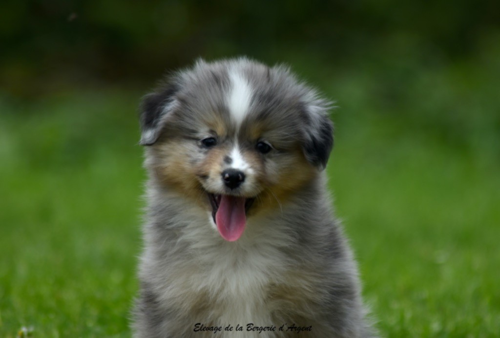 de la bergerie d'argent - Chiots disponibles - Berger Américain Miniature 
