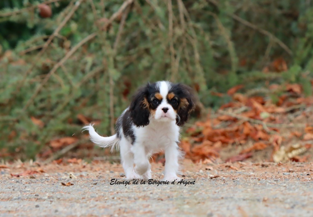 de la bergerie d'argent - Chiots disponibles - Cavalier King Charles Spaniel