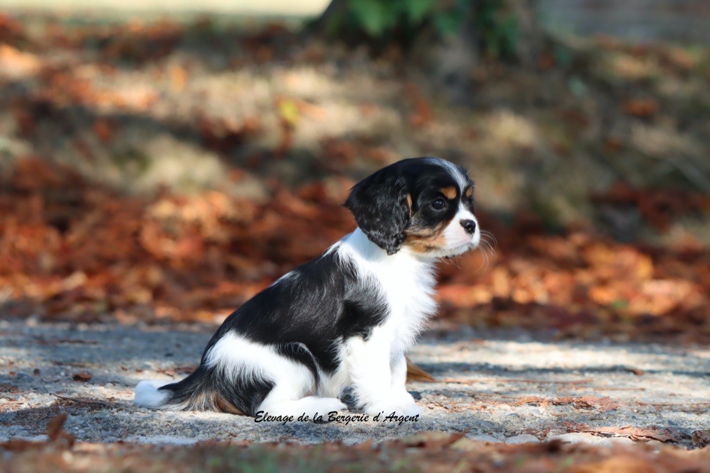 de la bergerie d'argent - Chiots disponibles - Cavalier King Charles Spaniel