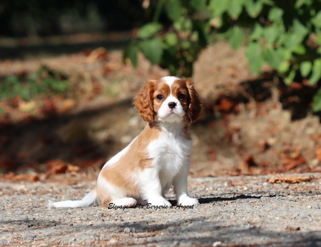 de la bergerie d'argent - Chiots disponibles - Cavalier King Charles Spaniel
