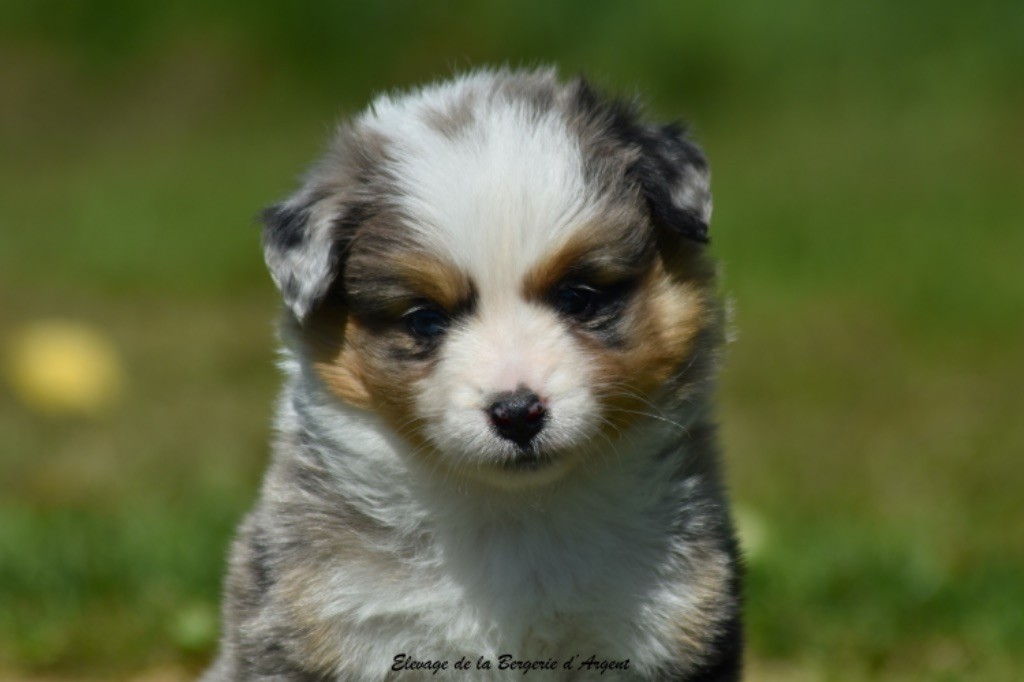 de la bergerie d'argent - Chiots disponibles - Berger Américain Miniature 
