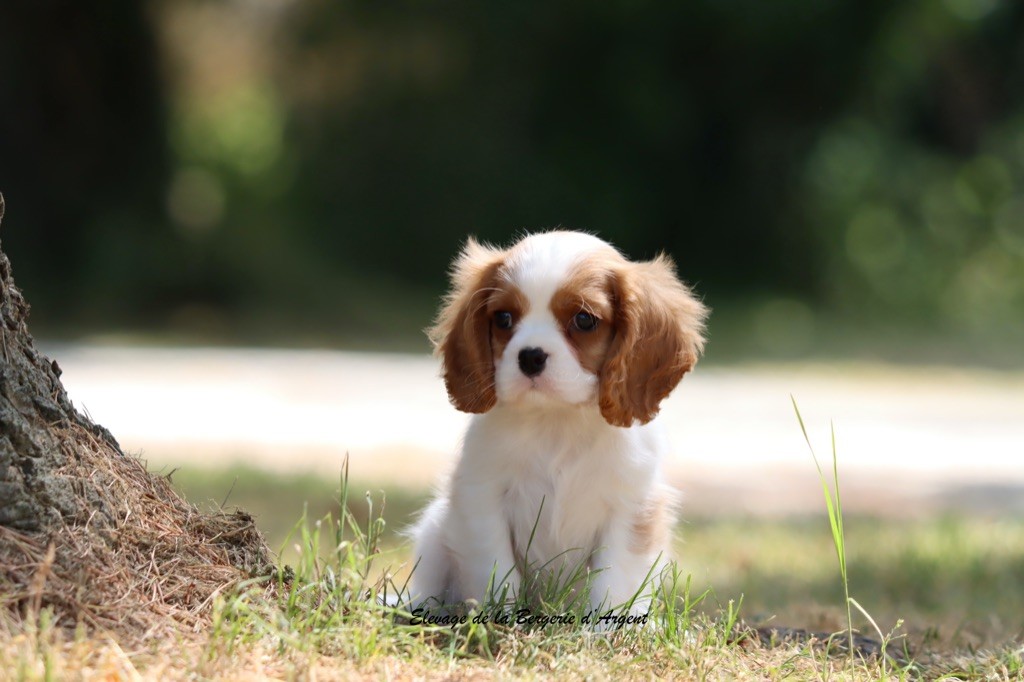 de la bergerie d'argent - Chiots disponibles - Cavalier King Charles Spaniel